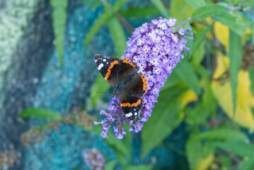 Red admiral butterfly (Vanessa Atalanta) perched on summer lilac in Zurich, Switzerland