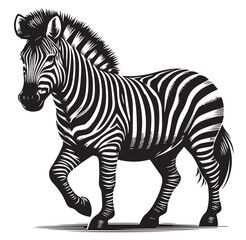 zebra vector illustration