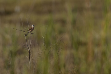 Red-backed shrike on green backdrop at buri, Bahrain