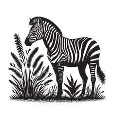 zebra vector illustration