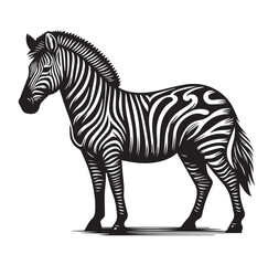 zebra vector illustration