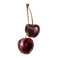 Sweet Cherry fruits with drops. Pair of Red cherry berries. Isolated hand drawn watercolor illustration. Clip art for menu, packaging of goods, wrapping paper, cosmetic, textile, cards