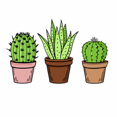 Hand drawn three cactus and aloe in pots illustration on a isolated white background (27)