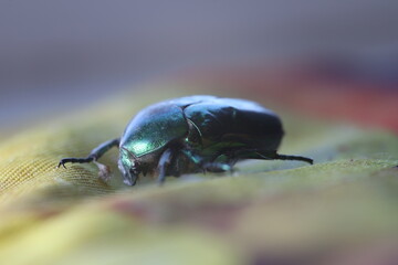 June bug, green bug ultra macro view, extreme close up, Green beetle, beetle head movement, Cotinis nitida insect