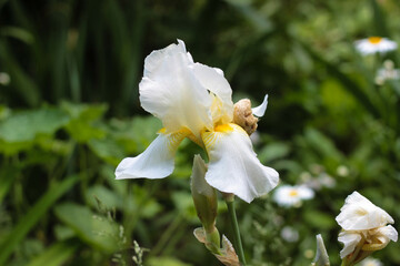 A delicate white iris flower blooms gracefully in a lush garden, surrounded by vibrant greenery and gentle wildflowers on a sunny day