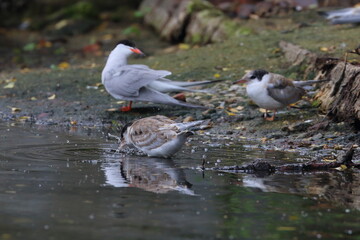 terns