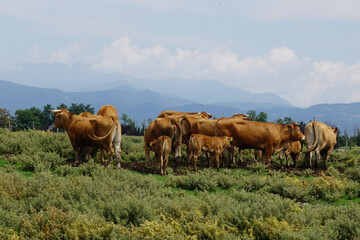 Aerial view of brown limousine-type cows on a free-range farm grazing outdoors on a green meadow