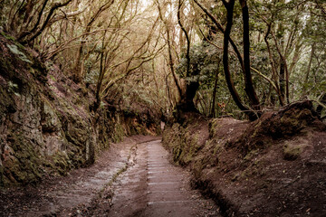 Sendero El Bosque de los Enigmas. Der Weg der Sinne, zauberhafter Walt auf Teneriffa in Anaga-Gebirge. Parque Rural de Anaga.