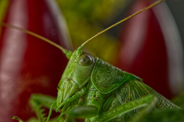 Grasshopper head close-up