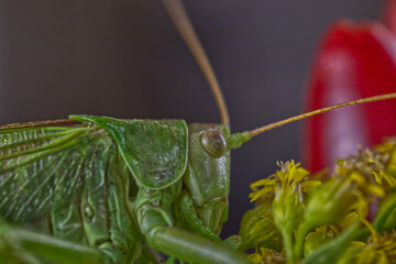 Grasshopper head close-up
