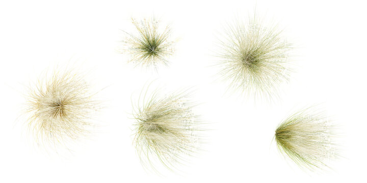 Set of Mexican feather grass cutout with transparent background, great for digital composition and architecture visualization,from top view