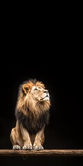 Fototapeta premium Close-up portrait of a majestic lion looking upwards against a black background.