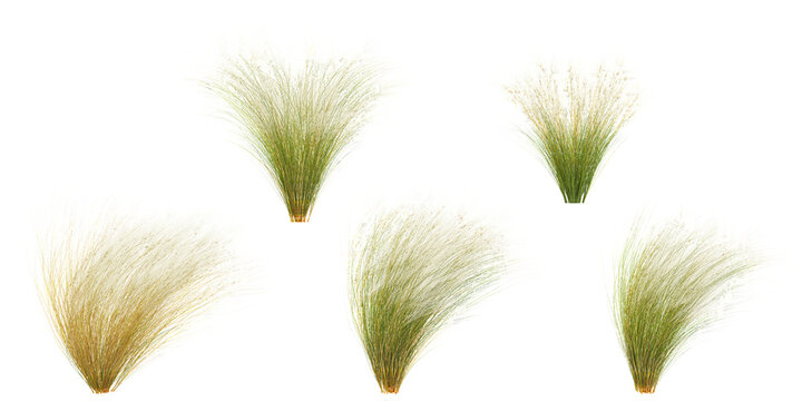 Set of Mexican feather grass cutout with transparent background, great for digital composition and architecture visualization