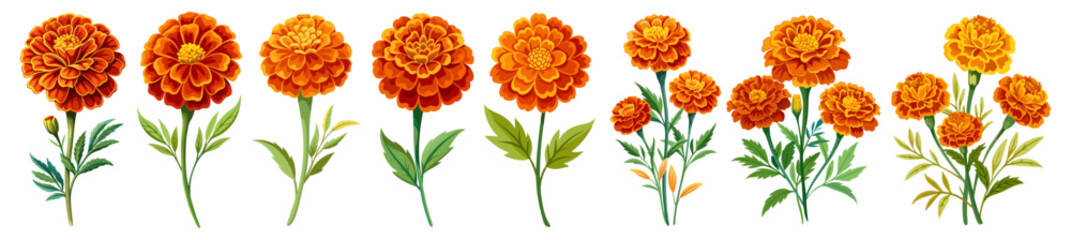 Marigold flower isolated on white, Marigold illustration, Marigold flower vector