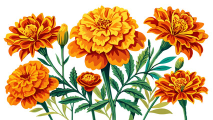 Marigold flower isolated on white, Marigold illustration, Marigold flower vector