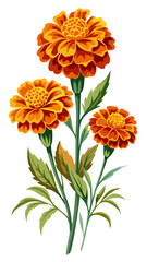 Marigold flower isolated on white, Marigold illustration, Marigold flower vector