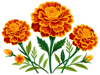 Marigold flower isolated on white, Marigold illustration, Marigold flower vector