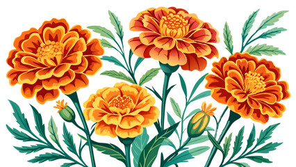 Marigold flower isolated on white, Marigold illustration, Marigold flower vector