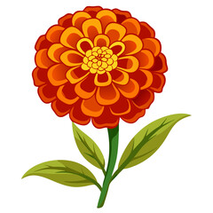 Marigold flower isolated on white, Marigold illustration, Marigold flower vector