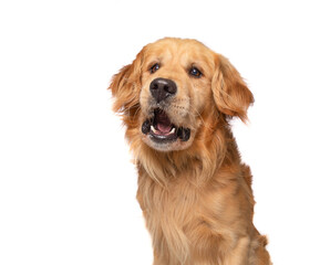 cute dog on an isolated background in a studio shot