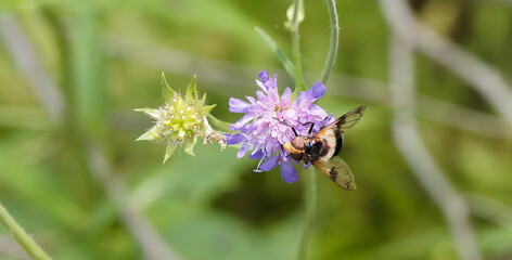 Volucella pellucens - Volucelle transparente. Insecte diptère ou grosse mouche noire et velu, antennes courtes, face et front jaune, abdomen à bande blanche translucide