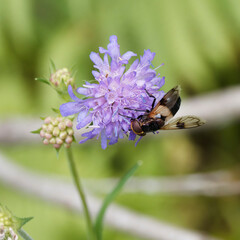 (Volucella pellucens) Volucelle transparente femelle butinant sur une fleur de scabieuse colombaire (Scabiosa columbaria)
