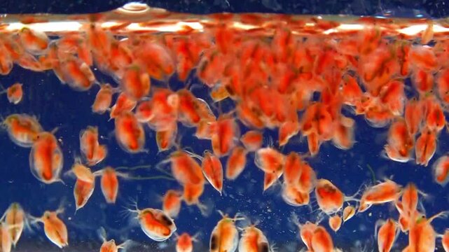 Daphnia magna, Crustacea, Cladocera - small planktonic freshwater crustaceans float in the water and floats up to the light