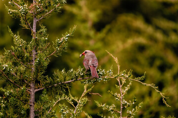 Cardinal with grasshopper