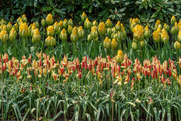 Field of exotic varieties of blooming colorful tulips
