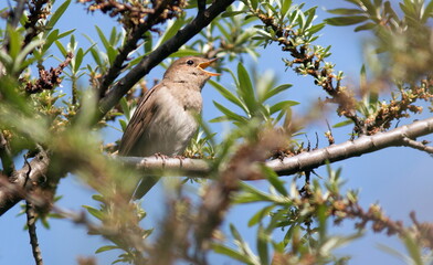 bird on a branch