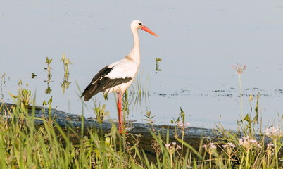 white stork in the grass