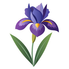 iris flower isolated on white background, iris illustration, iris flower vector