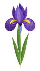 iris flower isolated on white background, iris illustration, iris flower vector