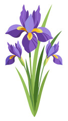 iris flower isolated on white background, iris illustration, iris flower vector