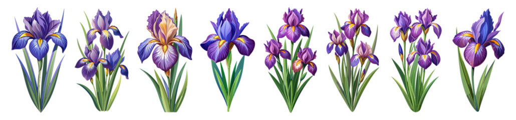 iris flower isolated on white background, iris illustration, iris flower vector