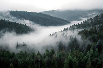 A forest filled with lots of trees covered in fog
