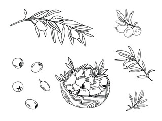 Olive set. Branches, isolated fruits and olives in a wooden bowl. Hand drawn botanical line art, vector illustration. For cards, menu, product and italian or greek or spanish cuisine design.