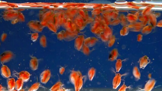 Daphnia magna, Crustacea, Cladocera - small planktonic freshwater crustaceans float in the water and floats up to the light