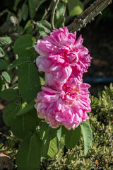 Pink Rose flower with dew droplets in a botanic garden