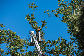 Gardener pruning Plane tree branches on elevating platform