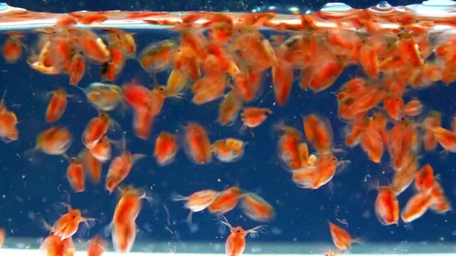 Daphnia magna, Crustacea, Cladocera - small planktonic freshwater crustaceans float in the water and floats up to the light