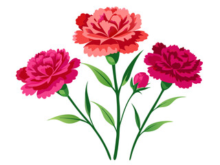 Fototapeta premium Carnation flower isolated on white background, Carnation illustration, Carnation flower vector
