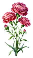 Carnation flower isolated on white background, Carnation illustration, Carnation flower vector