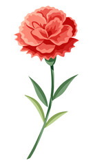 Carnation flower isolated on white background, Carnation illustration, Carnation flower vector