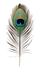 Obraz premium Peacock feather isolated.