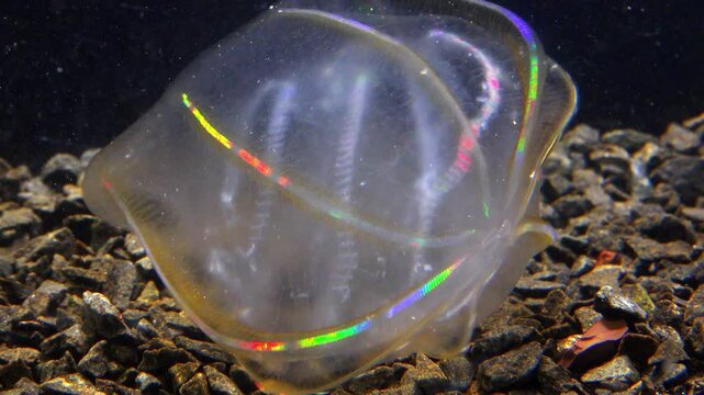 Black Sea, Jellyfish Beroe ovata - devouring Mnemiopsis leidy. Combine jelly digesting caught comb jelly Mnemiopsis, comb plates glistening in the light
