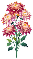 illustration of flower, Chrysanthemum flower isolated on white background, Chrysanthemum illustration, Chrysanthemum flower vector