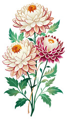 illustration of flower, Chrysanthemum flower isolated on white background, Chrysanthemum illustration, Chrysanthemum flower vector