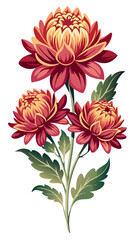 illustration of flower, Chrysanthemum flower isolated on white background, Chrysanthemum illustration, Chrysanthemum flower vector