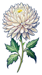 illustration of flower, Chrysanthemum flower isolated on white background, Chrysanthemum illustration, Chrysanthemum flower vector